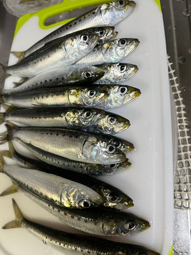 マイワシの釣果