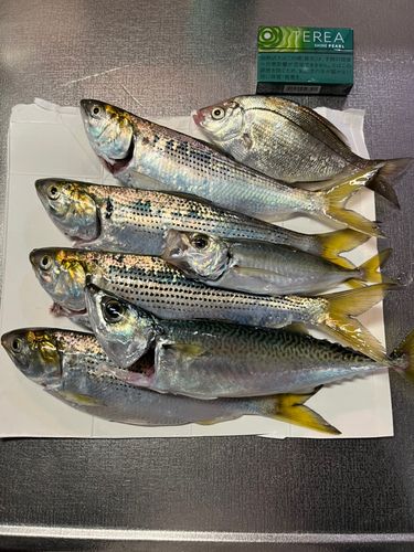 サバの釣果