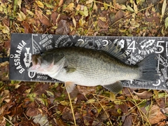 ブラックバスの釣果