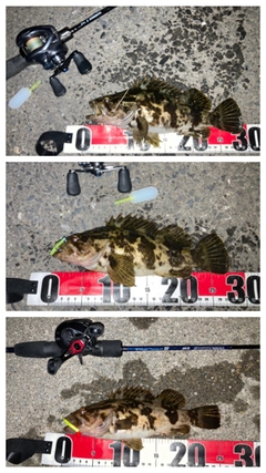 ベッコウゾイの釣果