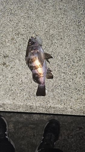 クロメバルの釣果