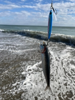 イワシの釣果