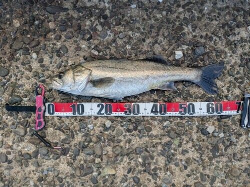 ハクラ（タイリクスズキ）の釣果