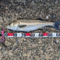 ハクラ（タイリクスズキ）