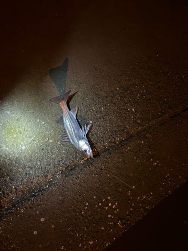 大野川（石川）