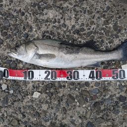 セイゴ（タイリクスズキ）