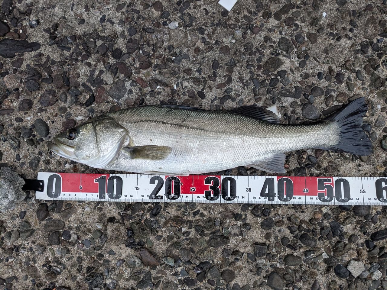 セイゴ（タイリクスズキ）