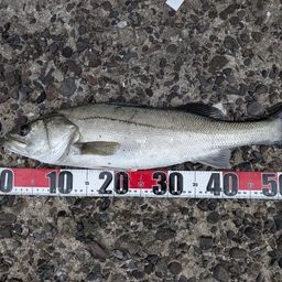 セイゴ（タイリクスズキ）