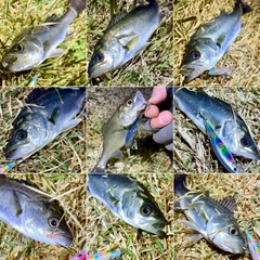 セイゴ（マルスズキ）の釣果