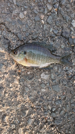 ブルーギルの釣果