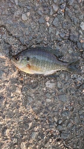 ブルーギルの釣果