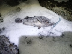 クロソイの釣果