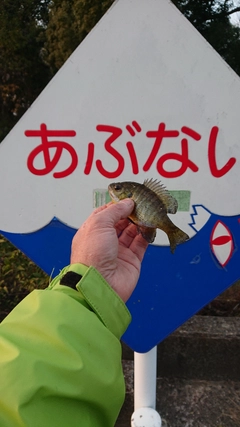 ブルーギルの釣果