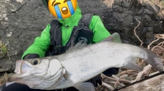 ヒラスズキの釣果