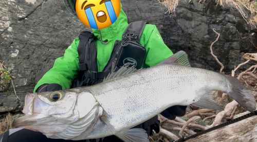 ヒラスズキの釣果