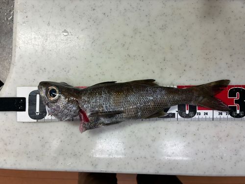 クロムツの釣果