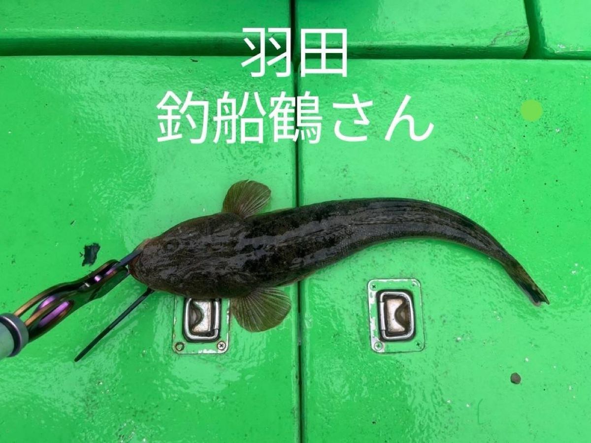 King of Fishermanさんの釣果 1枚目の画像