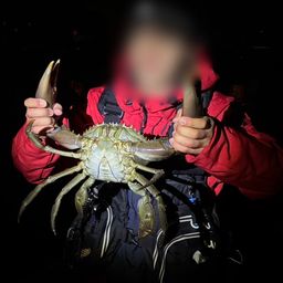 ノコギリガザミ