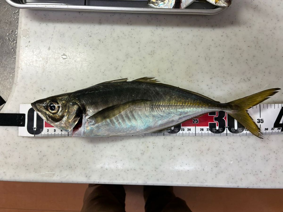 AiSakiさんの釣果 1枚目の画像