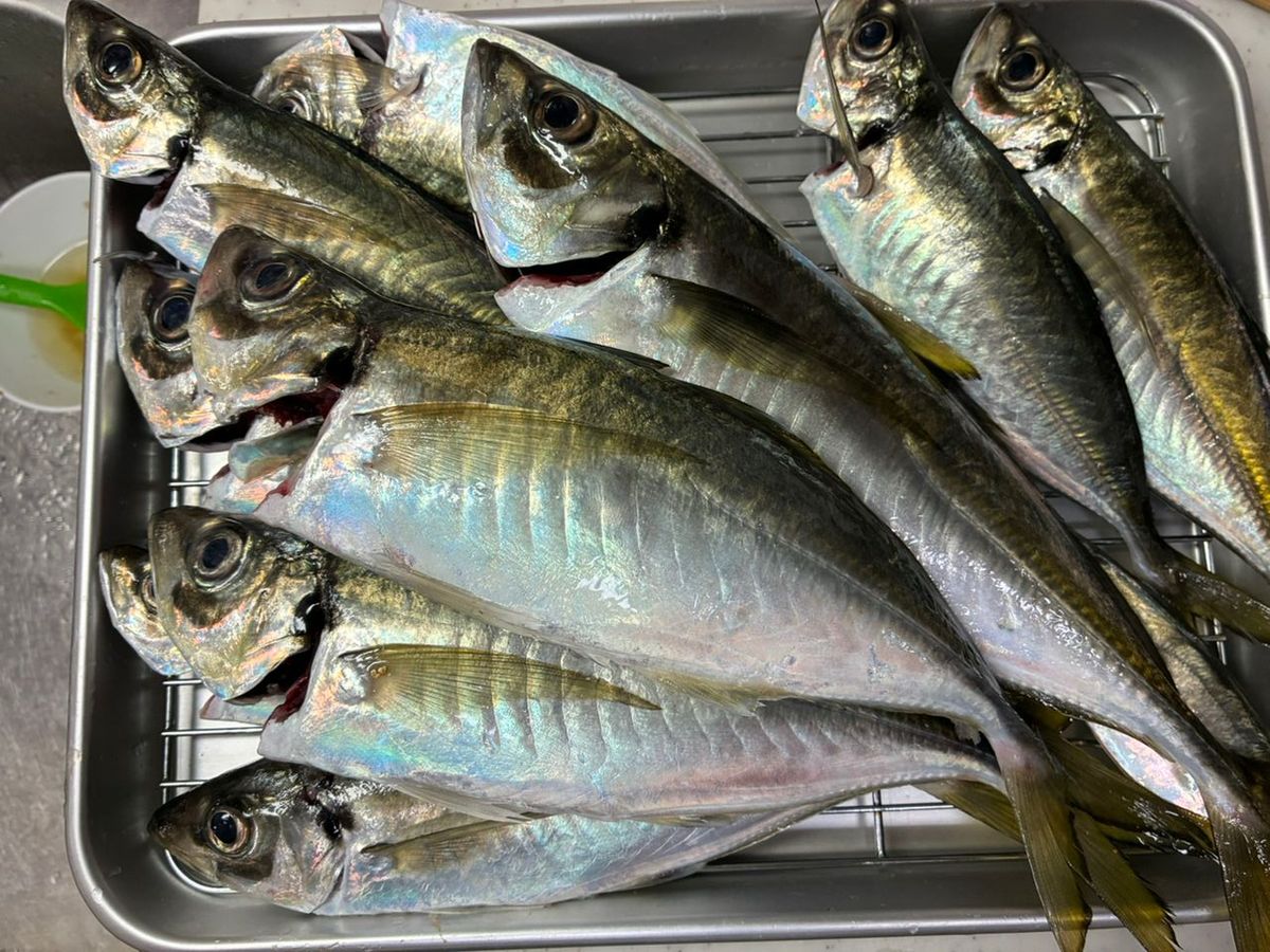 AiSakiさんの釣果 2枚目の画像