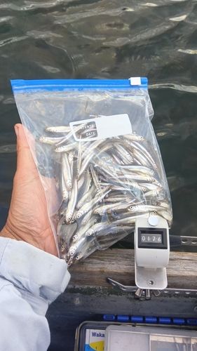 ワカサギの釣果