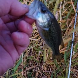 ラージマウスバス