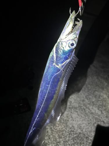 タチウオの釣果