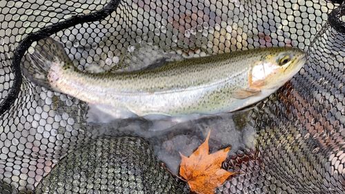 ニジマスの釣果