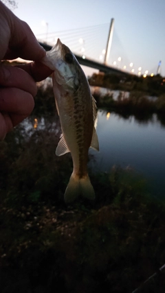 ラージマウスバスの釣果