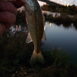 ラージマウスバス