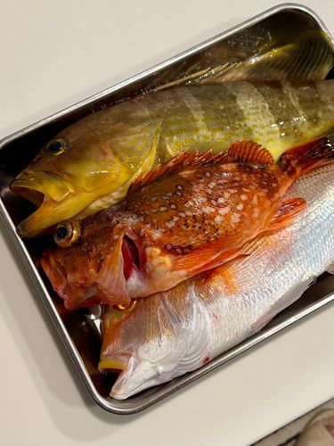 アオハタの釣果