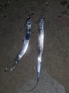 タチウオの釣果