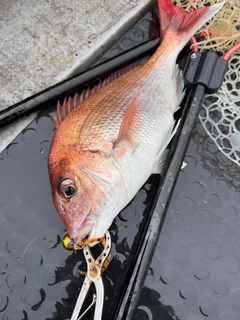 マダイの釣果