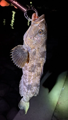 アイナメの釣果