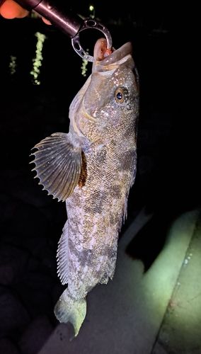 アイナメの釣果