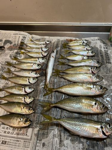 アジの釣果