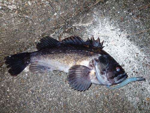 クロソイの釣果