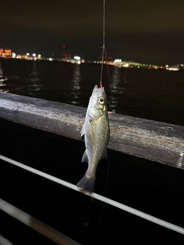 セイゴ（タイリクスズキ）の釣果