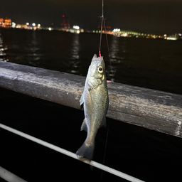 セイゴ（タイリクスズキ）