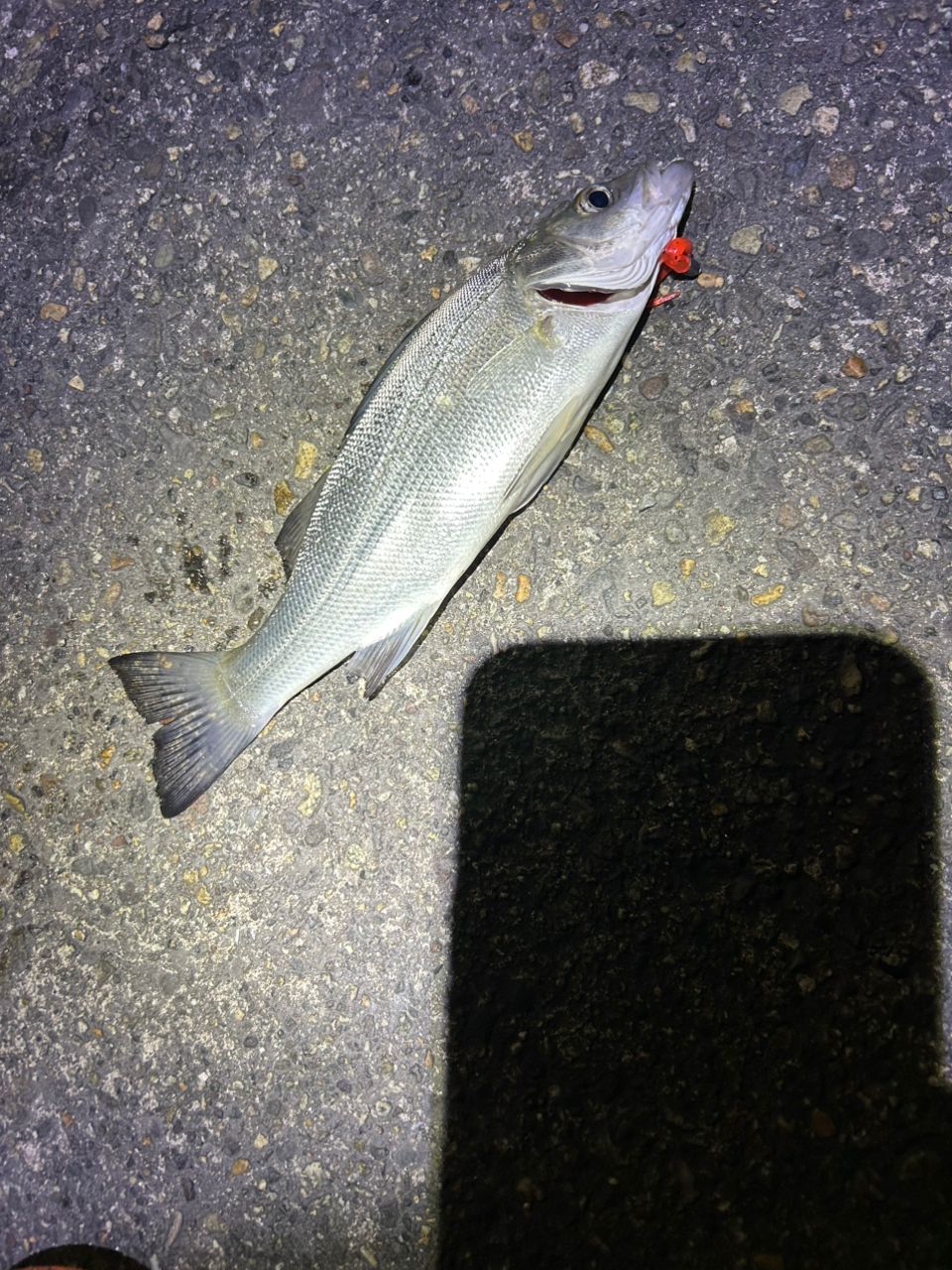 セイゴ（マルスズキ）