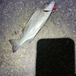 セイゴ（マルスズキ）