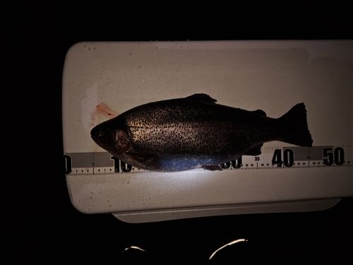 ニジマスの釣果