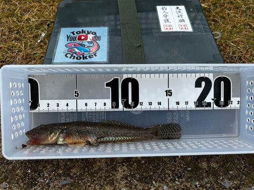 マハゼの釣果