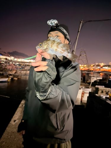 クロメバルの釣果