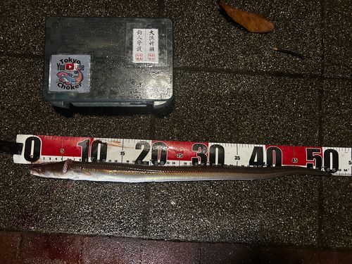 マアナゴの釣果