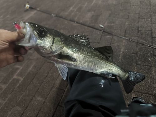 豊洲ぐるり公園