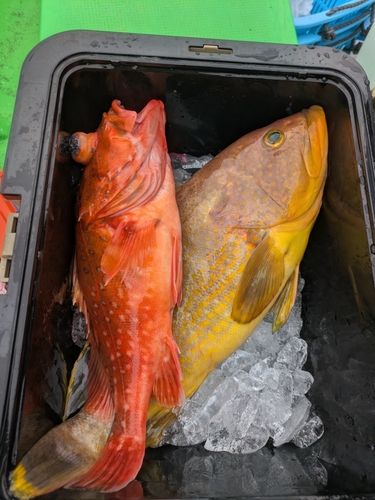 アオハタの釣果