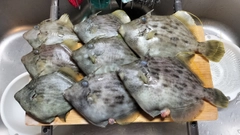 カワハギの釣果