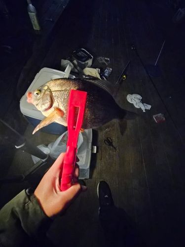 ウミタナゴの釣果