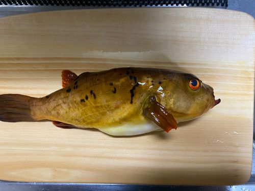 アカメフグの釣果